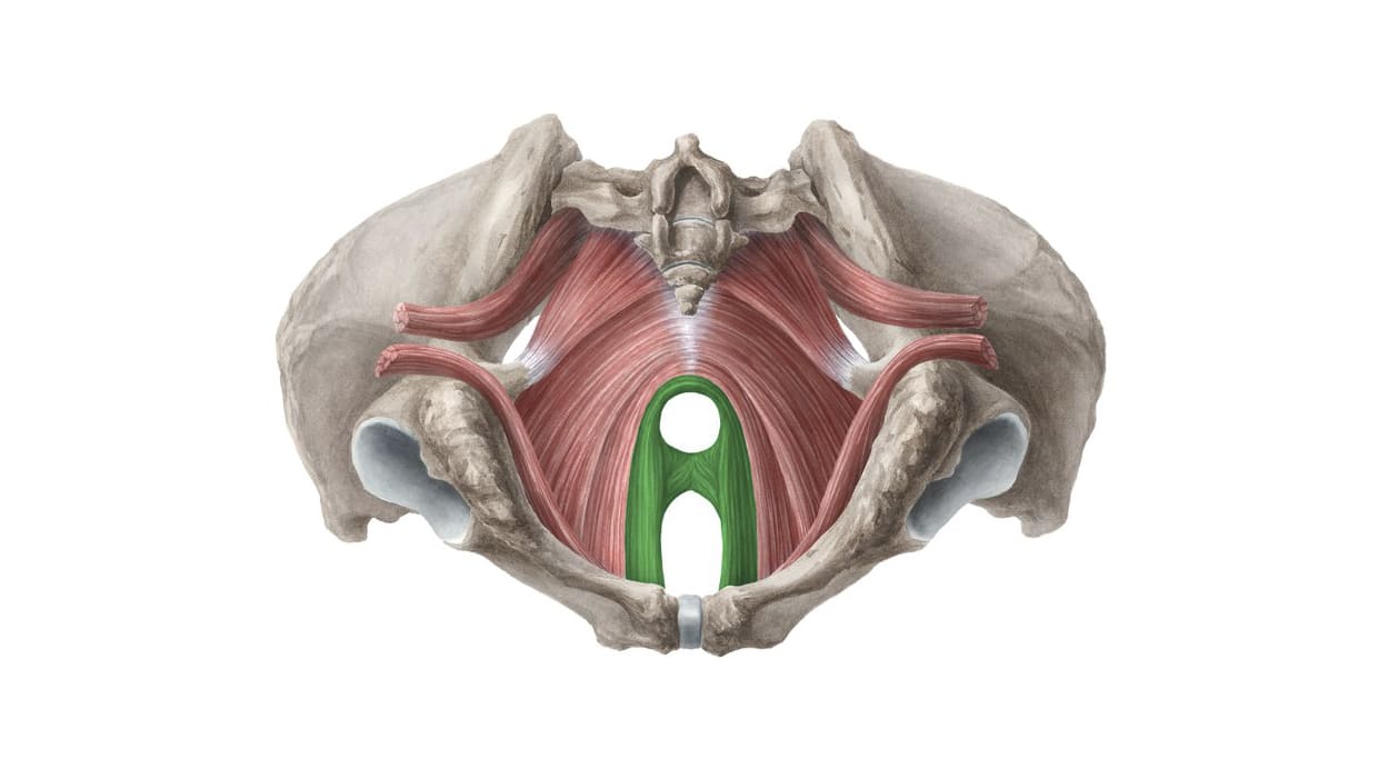 estudo-urodinamico-3.jpg